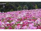 国営越後丘陵公園 コスモスまつり