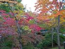 函館公園の紅葉